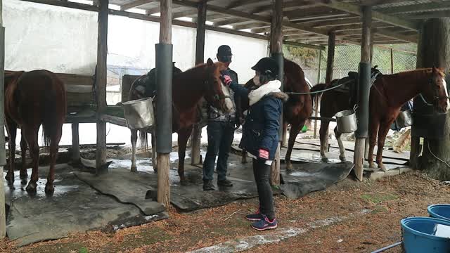 20210101 xoa đầu con ngựa thế nào