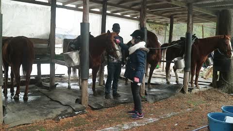 20210101 xoa đầu con ngựa thế nào