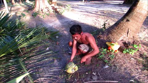 Climbing on a cocconut palms and cutting leafs - Koh Chang, Thailand