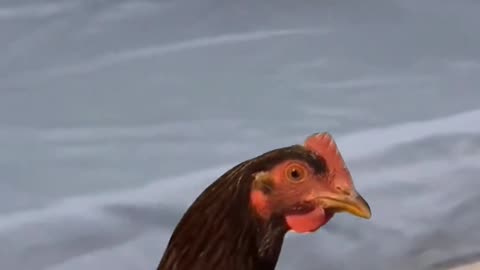 cat also want to do like a chicken