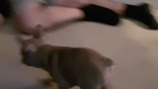 Charlie the frenchie chases owner