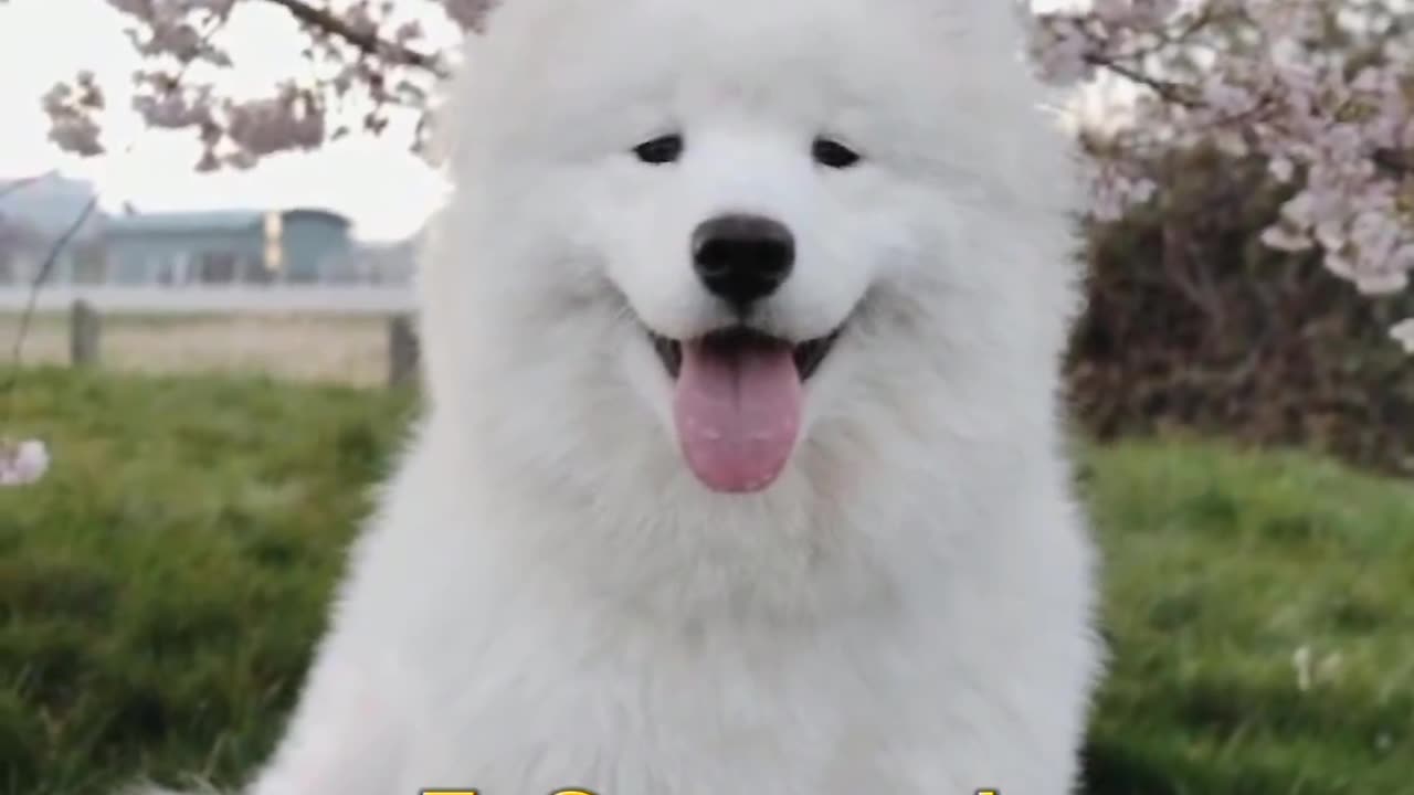Top 10 dogs