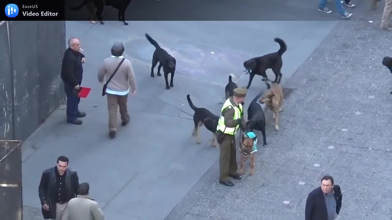POLICE DOG ATTACK BY GROUP OF STRAY DOG IN CROWDED PLACES.mp4
