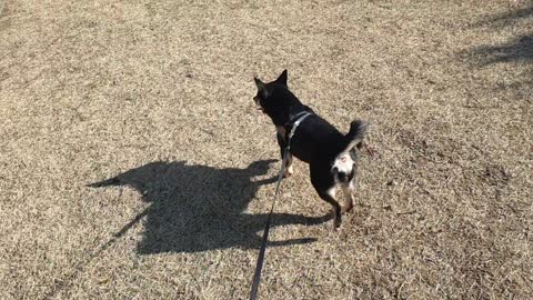 Happy Shiba dog to take a walk