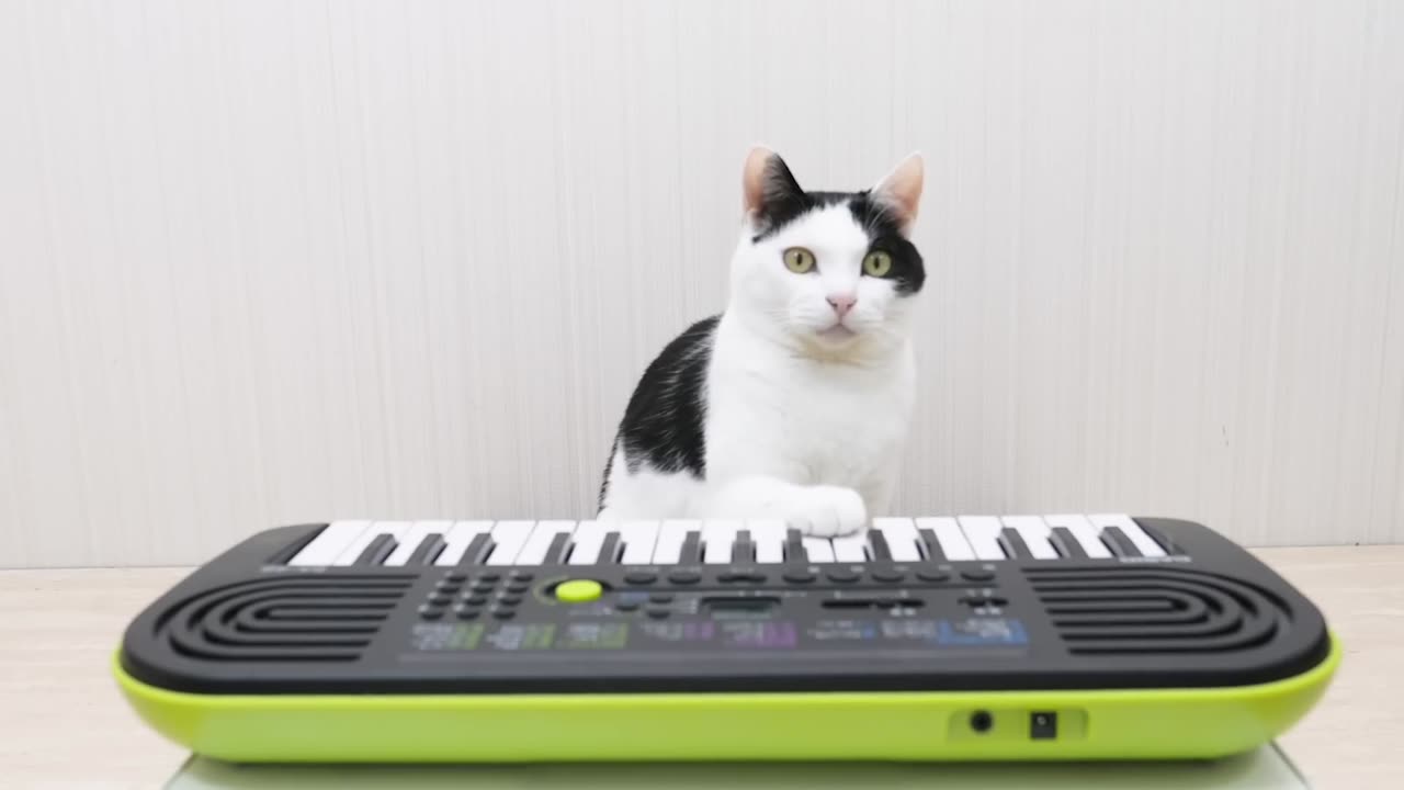 Cats and Piano