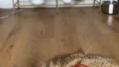 Cute cat