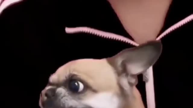 Happy Lol Moments with my Cute Dog Support our Channels growth by Subscribing