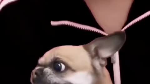 Happy Lol Moments with my Cute Dog Support our Channels growth by Subscribing