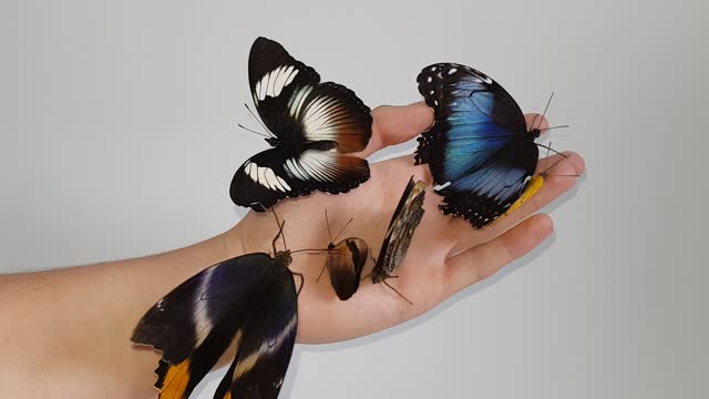 6 Butterfly Species on Hand