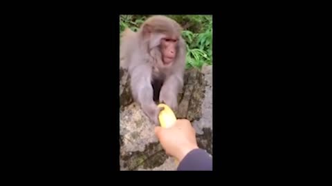 monkey wants food
