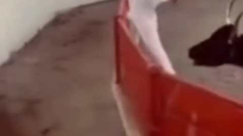 Bull Runner Knows The Escape Route
