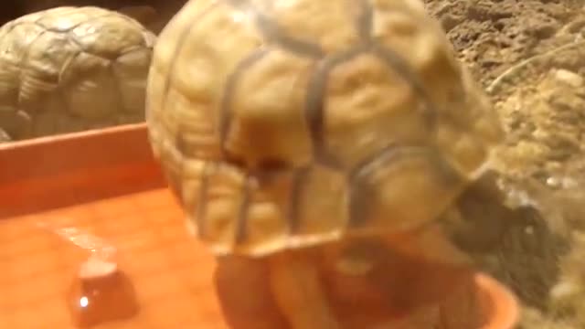 Egyptian turtle tamtam