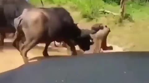 Cute and adorable animal behavior makes anyone happy to see it