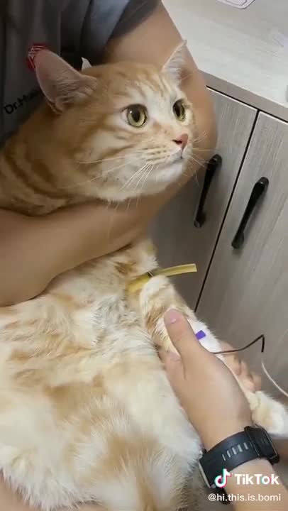 Baby cats video funny video of cat and dog