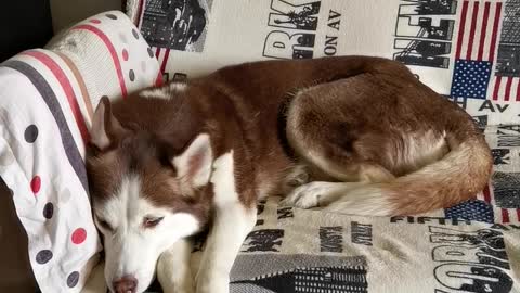 #shorts husky friends world special