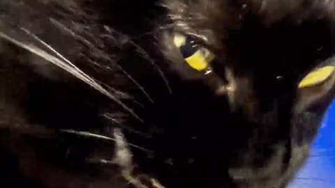 funny animals