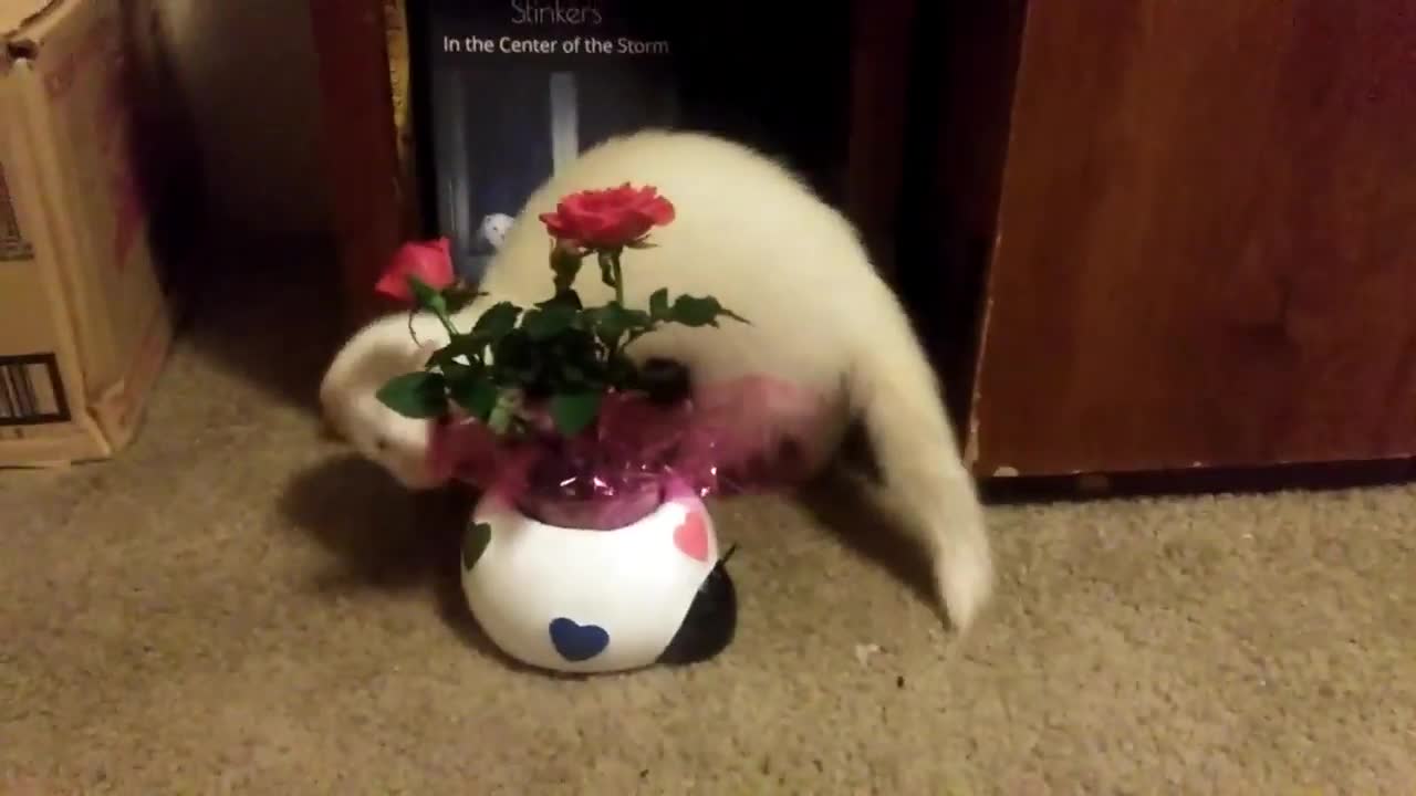 Happy Valentine's Day