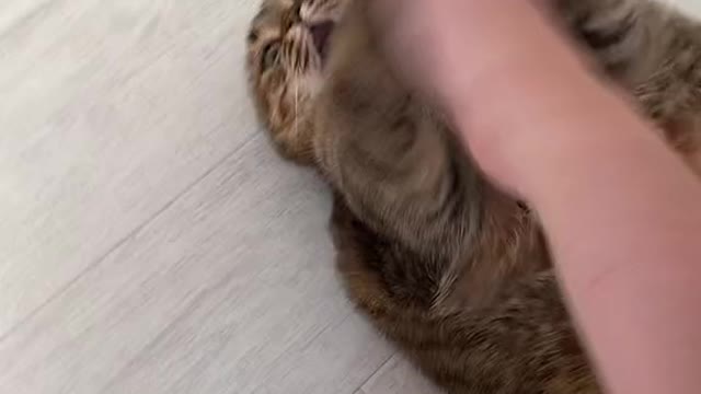 Kung-fu cat
