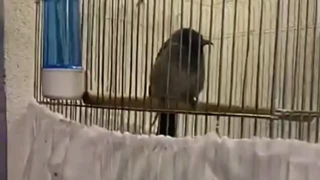 Watch playing with the bird
