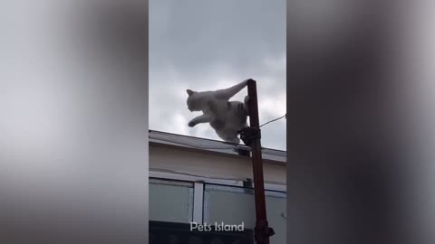 funny animal video
