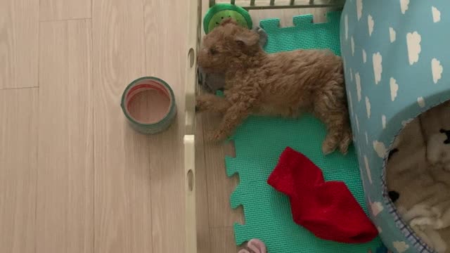 Just before the puppy goes to sleep(moving)