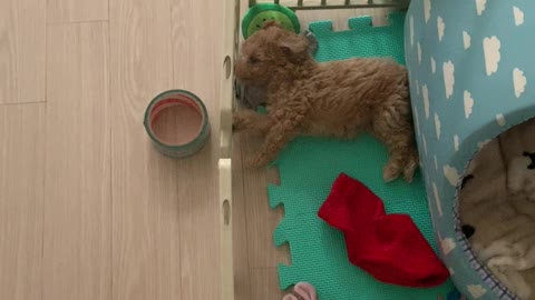 Just before the puppy goes to sleep(moving)