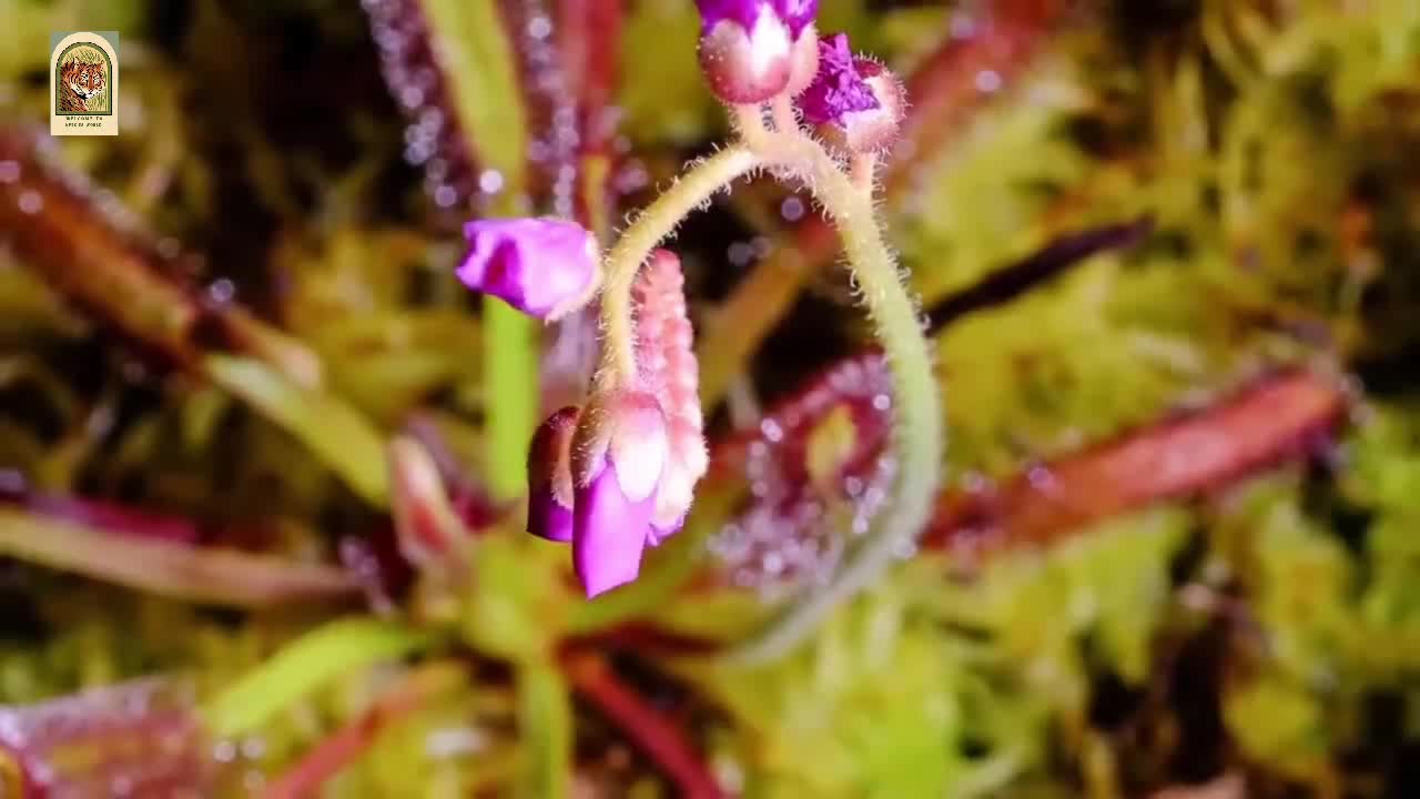 4K Hungry Venus #flytraps snap shut on a host of unfortunate flies