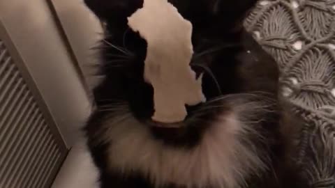 Confused Cat Can't Eat Food on Face