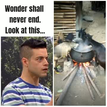 Goats eating from fire