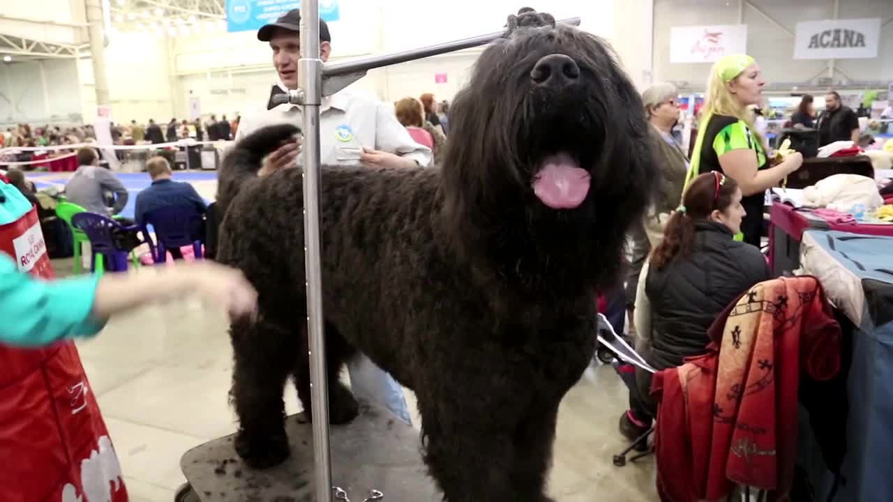 Dog show. Woman makes a stylish dog haircut