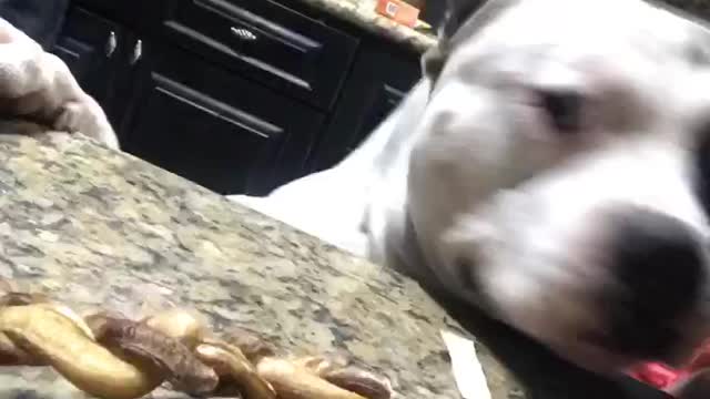 Dog trying to reach table for treat but cant