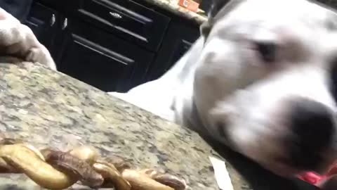 Dog trying to reach table for treat but cant