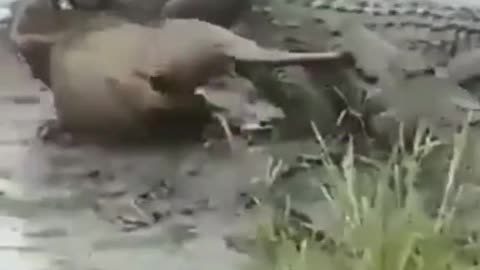 Crocodile attack wilderbest