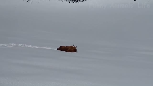 Dog Experiences Snow For The First Time (Funny Reaction)