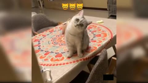 Baby cats cute and funny cats reaction videos