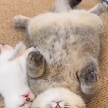 Best cat sleep time || Entertainment video