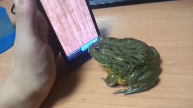 Frog & Hand Phone