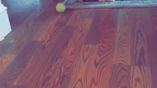 Golden puppy watches tennis ball roll past him then pounces on it