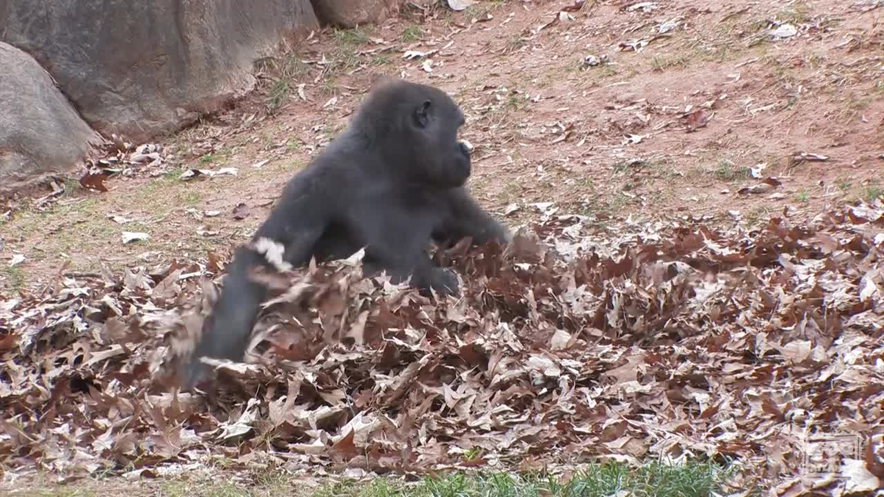 Gorillas playing in leaves