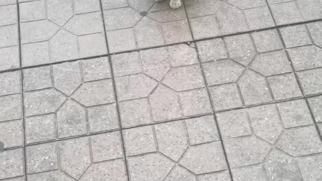 little orange cat