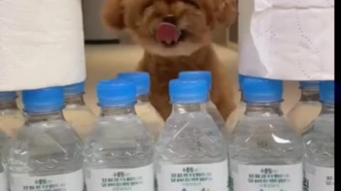 Cute Dog+ intelligent dog