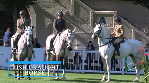 Biggest Horses Ever Spotted On Camera!