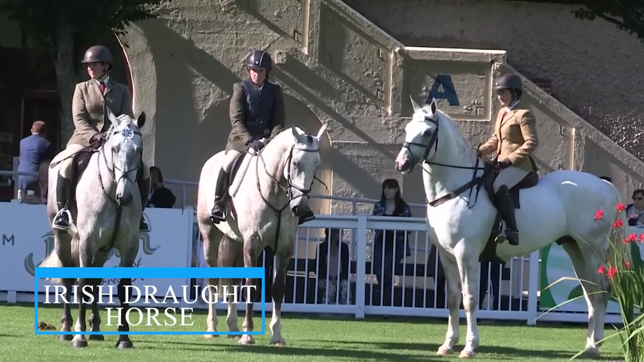 Biggest Horses Ever Spotted On Camera!