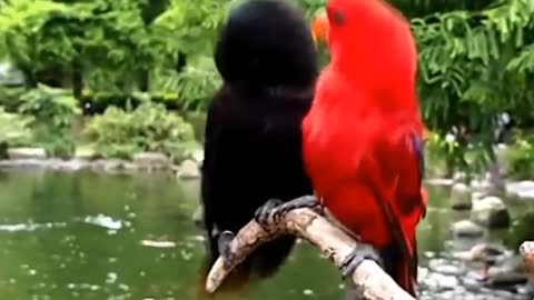 Love bird