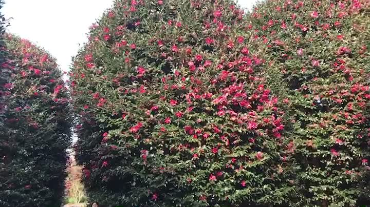 Walking through the camellia forest