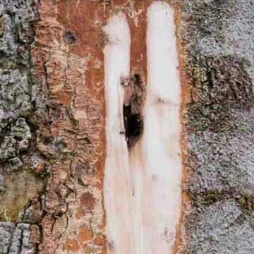 Top 10 Most Expensive Wood in the World Part 2