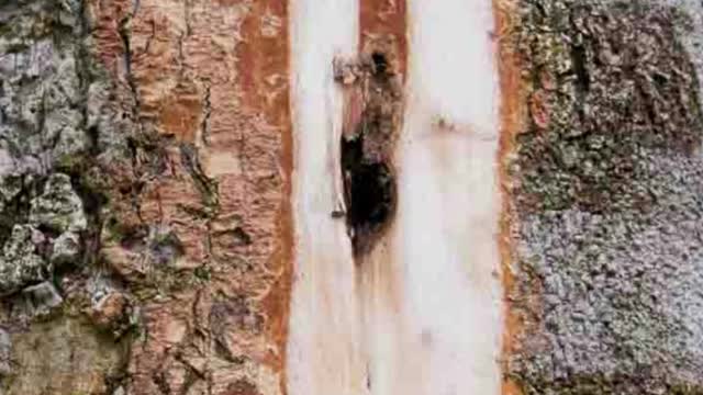 Top 10 Most Expensive Wood in the World Part 2