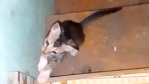 Cat funny video
