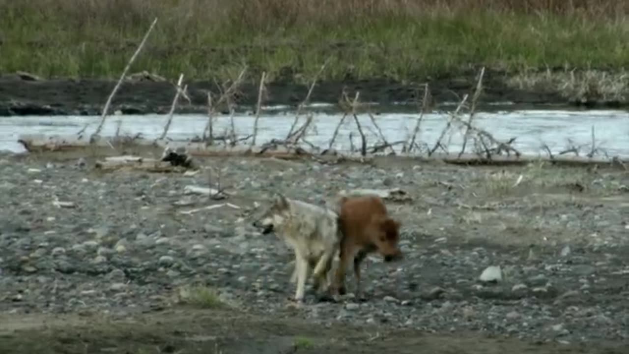 Wolf attack on a baby