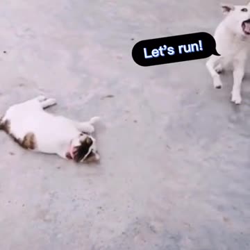 Cute Cats And Funny Pets 💙🐈